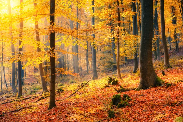 Forêt d'automne ensoleillée — Photo