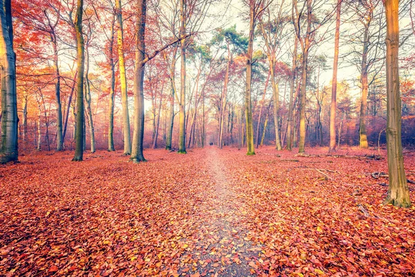 Sonbahar ormanlarında yol — Stok fotoğraf