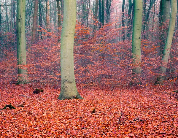 多彩秋天的森林 — 图库照片