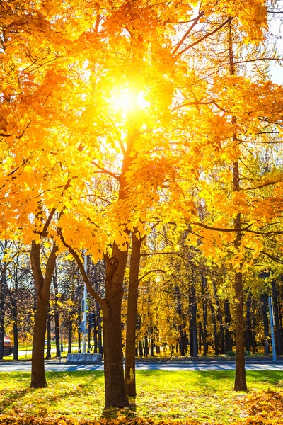 Güneşli bir sonbahar park — Stok fotoğraf