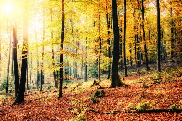 Zonnige herfst bos — Stockfoto