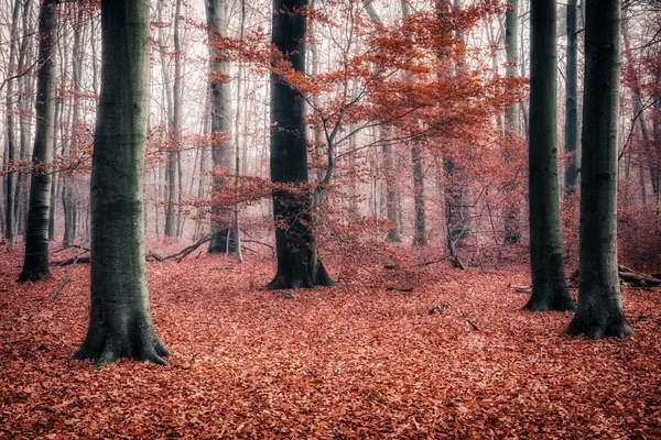 Renkli sonbahar orman — Stok fotoğraf