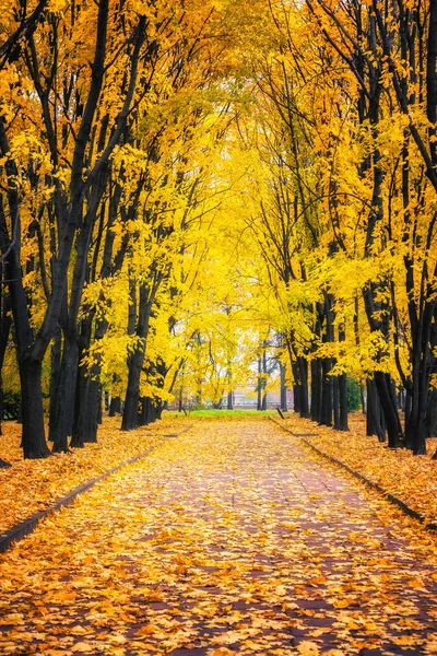 Callejón en el parque de otoño — Foto de Stock