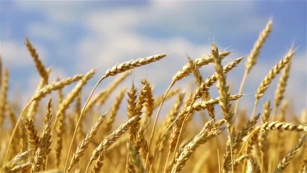 Sluiten van gouden tarwe oren boven de blauwe hemel op zonnige dag. — Stockvideo