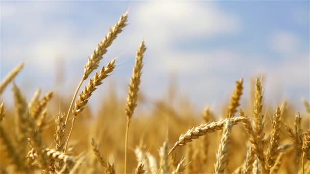 Primer plano de espigas de trigo dorado sobre el cielo azul en un día soleado. — Vídeo de stock