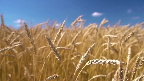 Detailní záběr z uší pšenice golden nad modrou oblohu na slunečný den. — Stock video