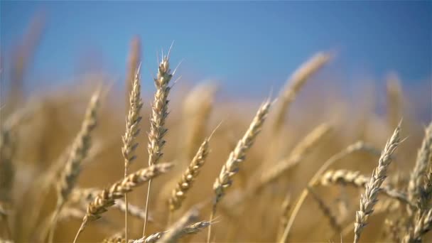 Primer plano de espigas de trigo dorado sobre el cielo azul en un día soleado. — Vídeos de Stock