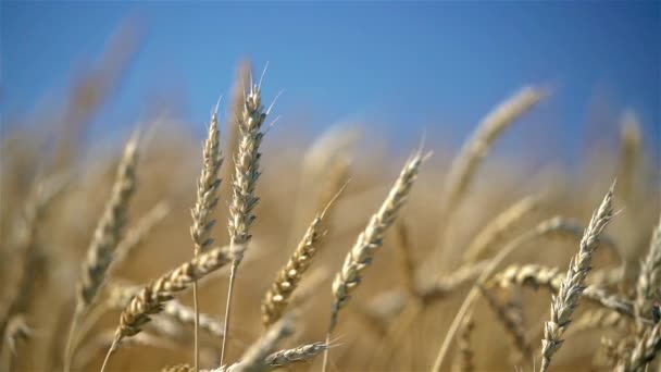 Gros plan des épis de blé doré sur le ciel bleu au soleil. — Video