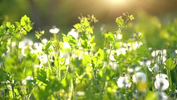 緑の日当たりの良い草原のタンポポ. — ストック動画