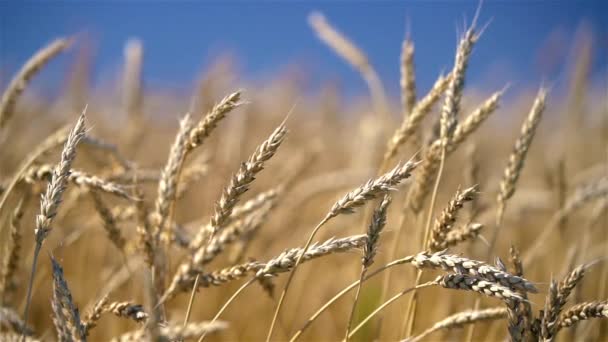 Feche as orelhas de trigo dourado sobre o céu azul no dia ensolarado. — Vídeo de Stock