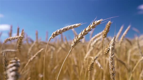 Großaufnahme von goldenen Weizenähren über blauem Himmel an sonnigen Tagen. — Stockvideo