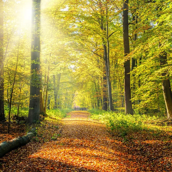 Солнечный осенний лес — стоковое фото