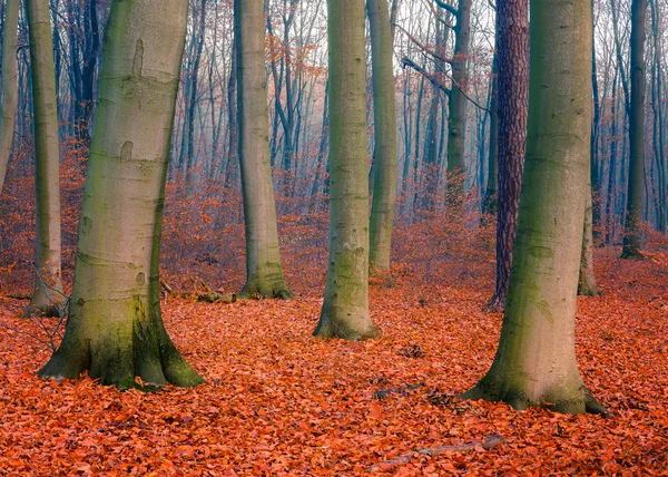 Floresta de outono nebulosa — Fotografia de Stock