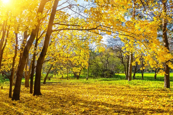 Słoneczny park jesień — Zdjęcie stockowe