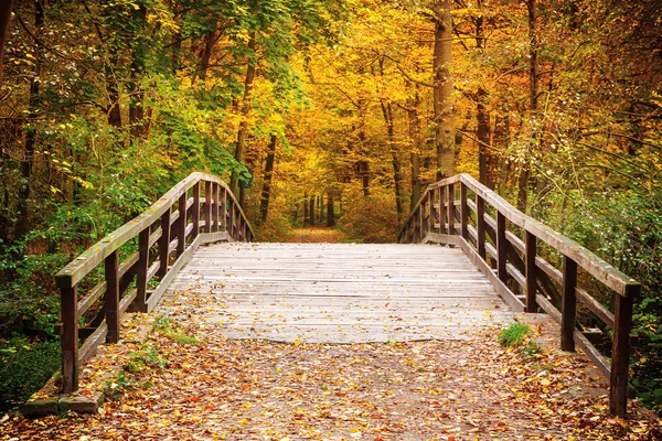 Ponte nella foresta autunnale — Foto Stock