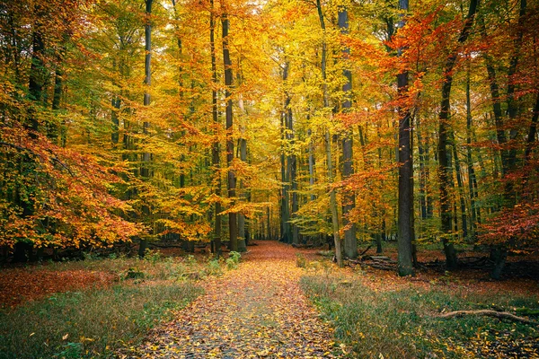 Höst skog — Stockfoto