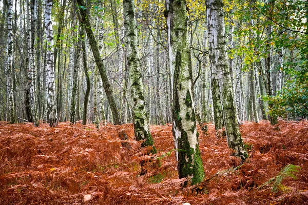 Bosque de otoño —  Fotos de Stock