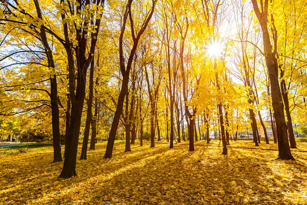 Słoneczny park jesień — Zdjęcie stockowe