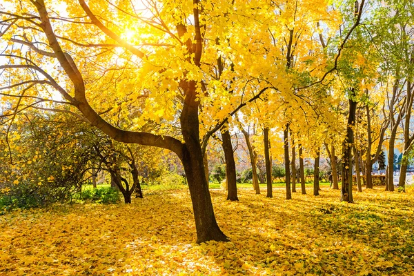 Albero nel soleggiato parco autunnale — Foto Stock