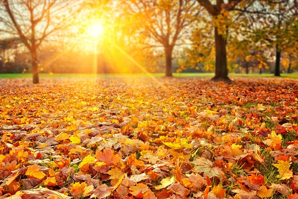 Zonnige herfst gebladerte — Stockfoto