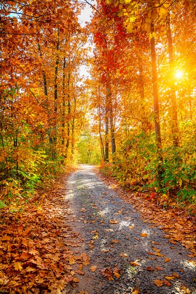 Bosque de otoño — Foto de Stock