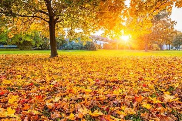 Güneşli bir sonbahar yaprakları — Stok fotoğraf