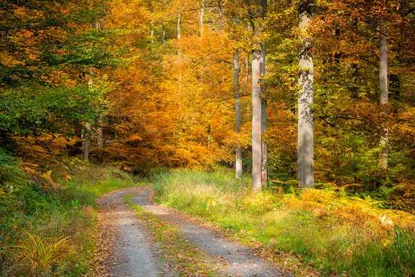 Luminosa foresta autunnale — Foto Stock