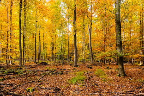 Bosque de otoño —  Fotos de Stock