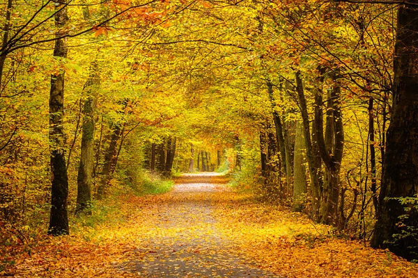 Bosque de otoño — Foto de Stock