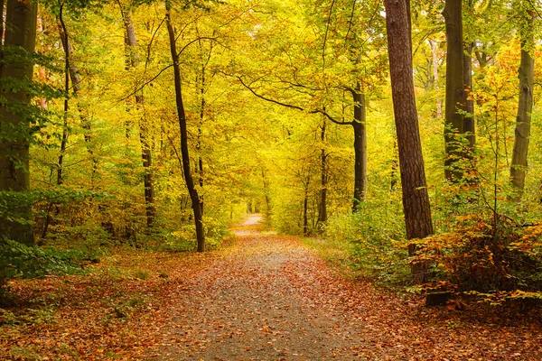 Foresta autunnale — Foto Stock