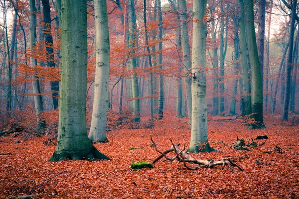 Foggy forêt d'automne — Photo
