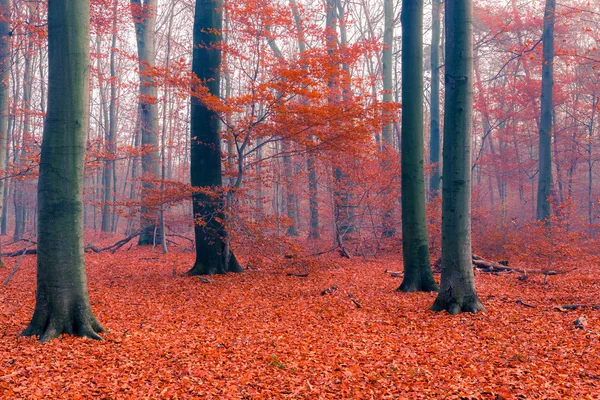 Туманний осінній ліс — стокове фото