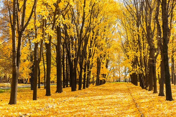 Parque de otoño — Foto de Stock