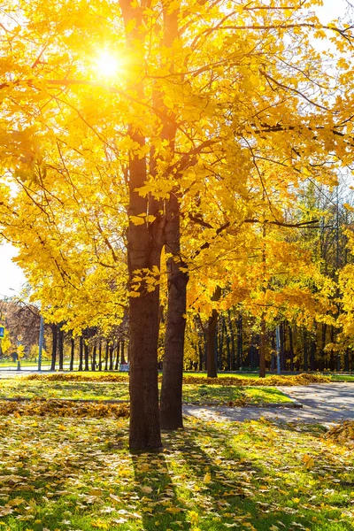 Дерево в солнечном осеннем парке — стоковое фото