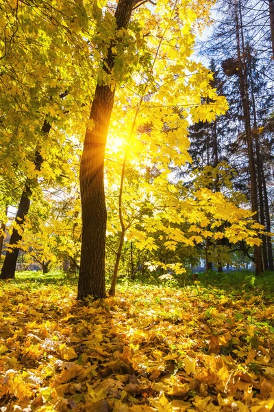 Drzewo klon, w słonecznym parku jesień — Zdjęcie stockowe