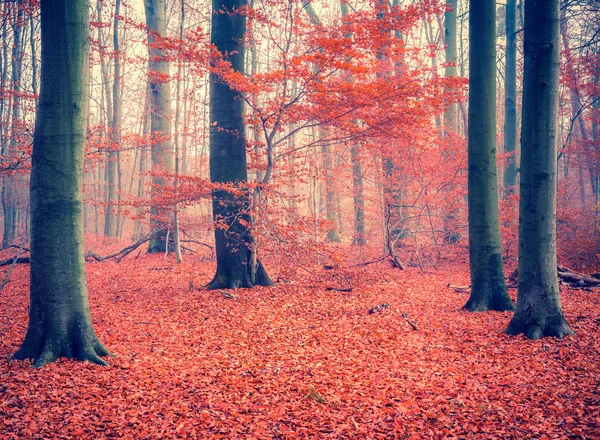Arbre coloré dans la forêt d'automne — Photo