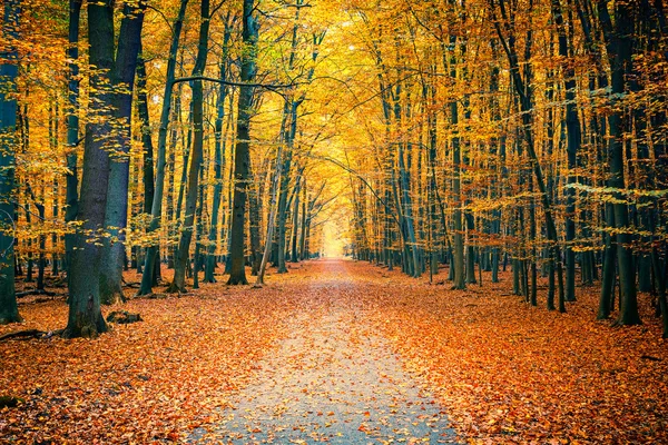 Farbenfroher Herbstpark — Stockfoto