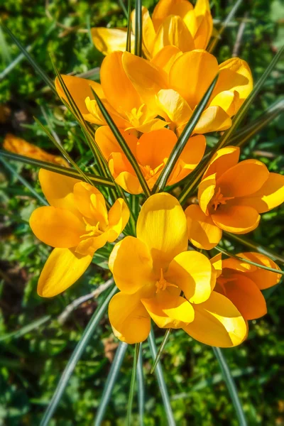 Fleurs sauvages de crocus — Photo