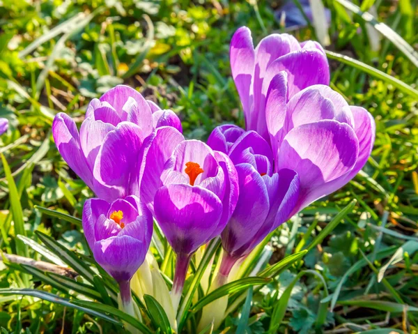 Vilda crocus blommor — Stockfoto