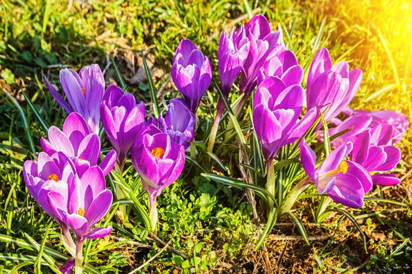 Vilda crocus blommor — Stockfoto