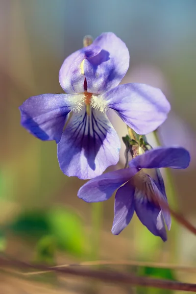 Onagra azul salvaje — Foto de Stock