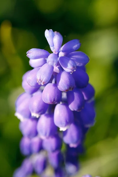 Fiore di giacinto — Foto Stock