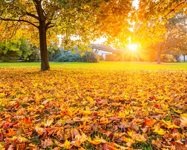 Zonnige herfst gebladerte — Stockfoto