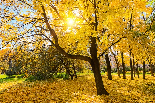 Słoneczny park jesień — Zdjęcie stockowe