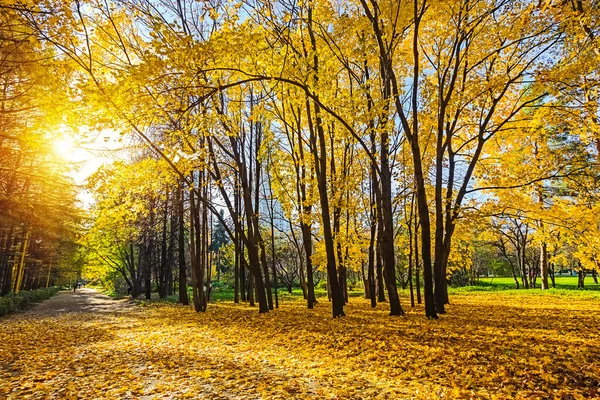 Soliga höst park — Stockfoto