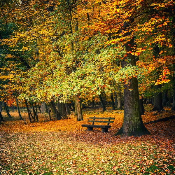 Ławka w jesiennym parku — Zdjęcie stockowe