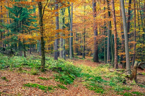 Herfstbos — Stockfoto