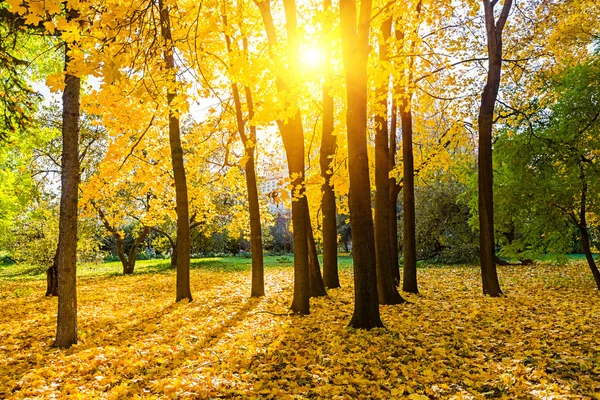 Sonniger Herbstpark — Stockfoto