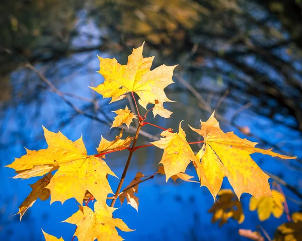 Slunečného podzimního listí — Stock fotografie