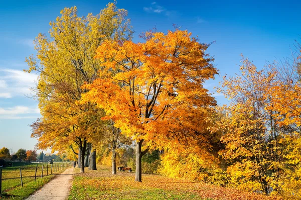 Colorful autumn — Stock Photo, Image